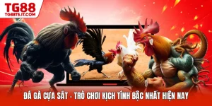 Đá Gà Cựa Sắt - Trò Chơi Kịch Tính Bậc Nhất Hiện Nay